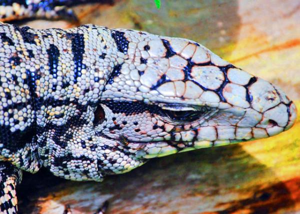 31_01-07-13_ Animal_Banded Iguana ��������-10001.JPG