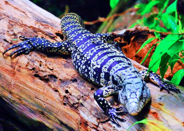 32_01-07-13_ Animal_Banded Iguana-20001.JPG