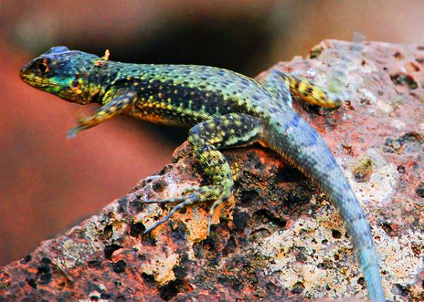 33_01-07-13_ Animal_Tropidurus w Sexual Dimorphism��������-30001.JPG