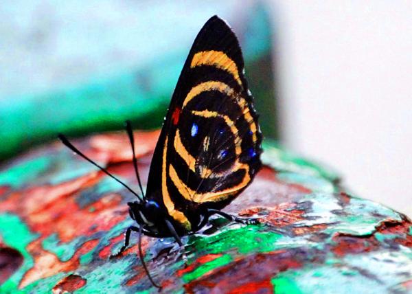 34_01-07-13_ Animal_Butterfly_Callicore hesperis ����ͼ�̵� -10001.JPG