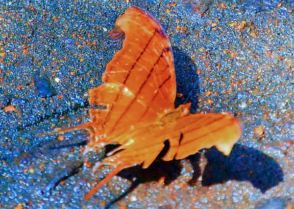 35_01-07-13_ Animal_Butterfly_Julia Heliconian �����-20001.JPG