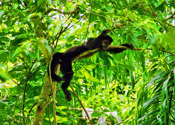 36_01-07-13_ Animal_Capuchin Monkey ��β��0001.JPG
