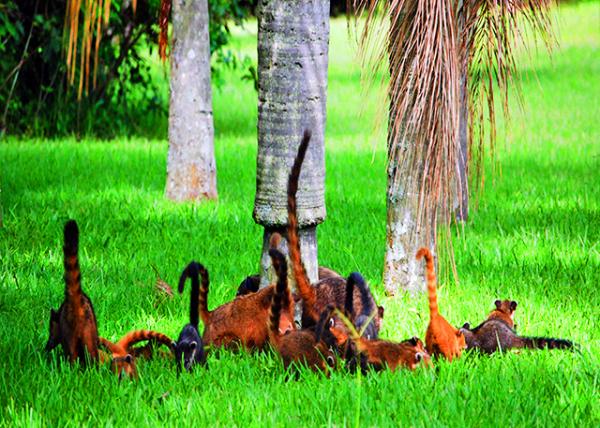 37_01-07-13_ Animal_Coatis �������-20001.JPG