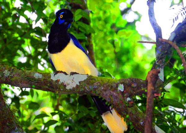 38_01-07-13_ Animal_Plush Crested Jay �޹���ѻ-10001.JPG