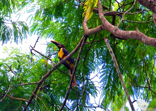39_01-07-13_ Animal_Toucan ������-20001.JPG