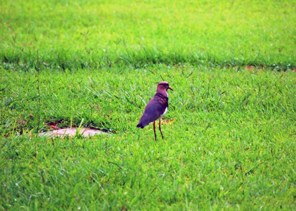40_01-07-13_ Animal_Lapwing ��ͷ��-20001.JPG
