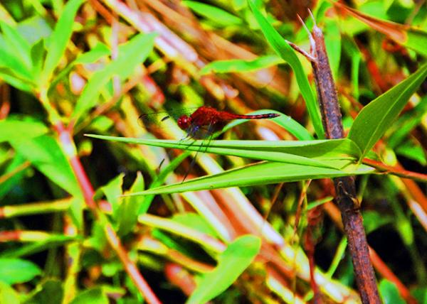 41_01-07-13_ Animal_Red Dragonfly ������0001.JPG