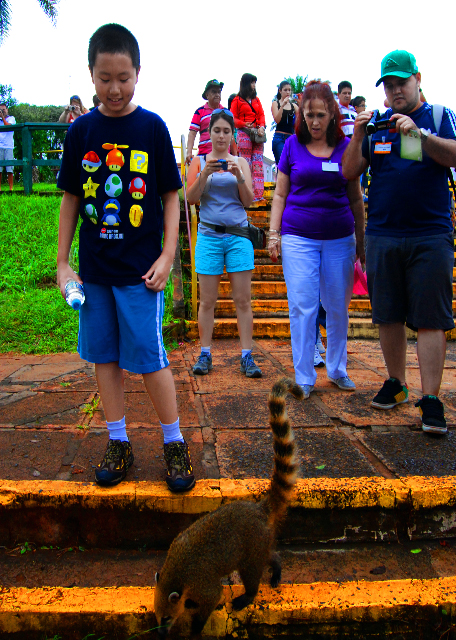 1783566961114128.jpg 11_01-08-13_ Coati @ Iguazu NP Brazil 巴西伊瓜苏国家公园·南美浣熊0001.JPG