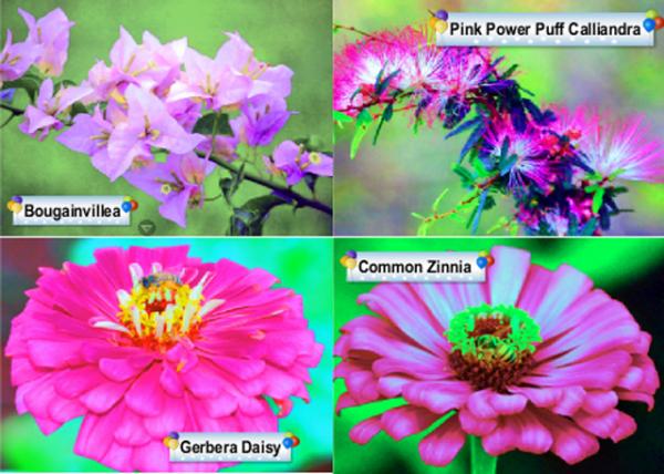 52_01-09-13_ Plants-10001.jpg