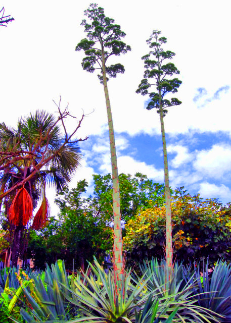 1783640924753767.jpg 55_01-09-13_ Plant_Blue Agave 蓝色龙舌兰0001.JPG