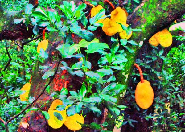 98_01-11-13_ Jackfruits ������0001.JPG