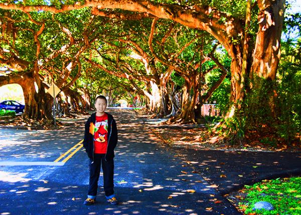 09_03-28-13_ Coral Gables_Banyan Tree-Canopied Streets �����ڸǵĽֵ�-10001.JPG
