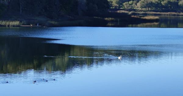 1784552215668721.jpg 2-5 再拉近-是鹈鹕 Pelicans.jpg