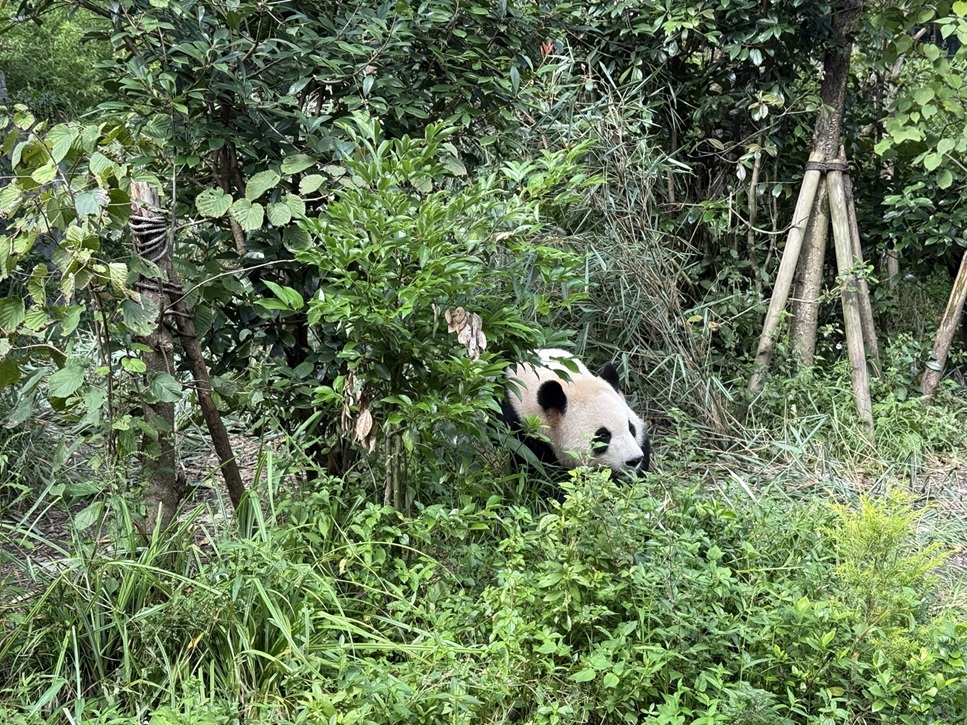 熊猫谷