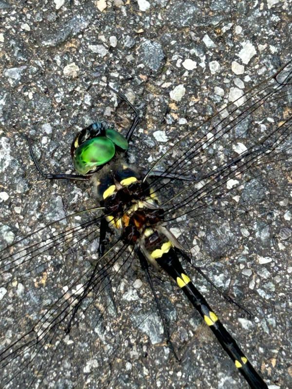 1785448279494738.jpg
