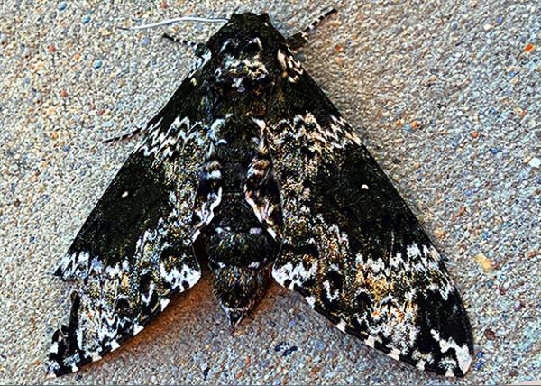 20_2026-07-04_Rustic Sphinx Moth0001.jpg
