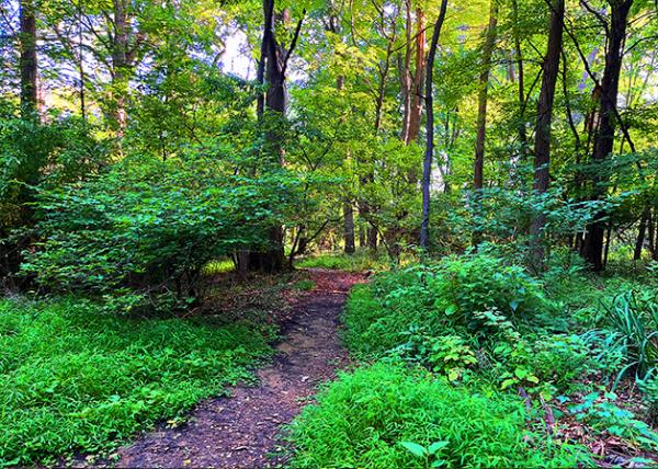 2026-08-04_Briar Bush Nature Center w Young Succession & 150 Year Old Second Growth Woods0001.jpg