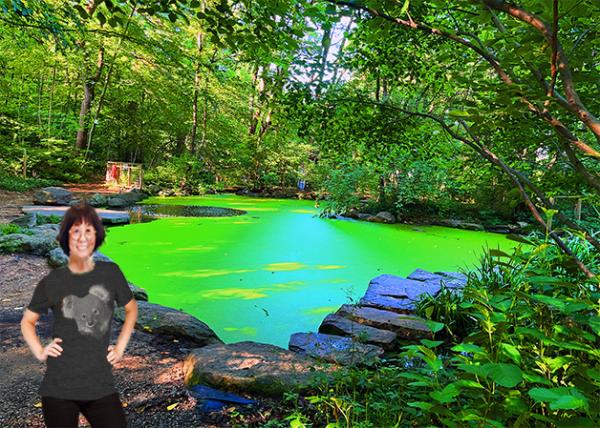 2026-08-04_Pond Ecosystem, Completely Blanketed by a Bright green layer of Duckweed, a Small Floating Aquatic Plant-10001.jpg