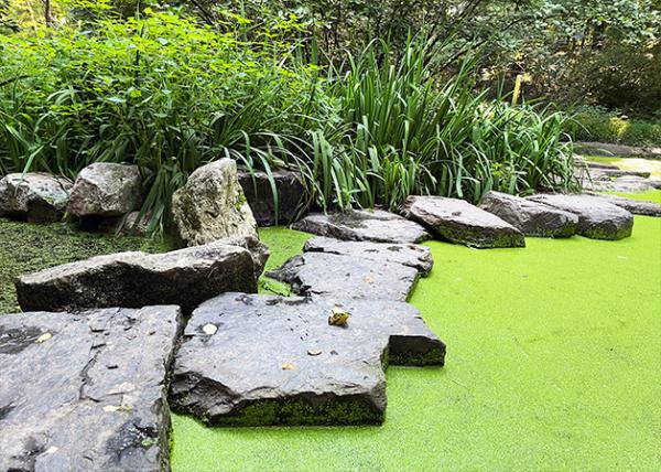 2026-08-04_Pond_Duckweed w  the Vibrant Lime-green Carpet on the Water0001.jpg