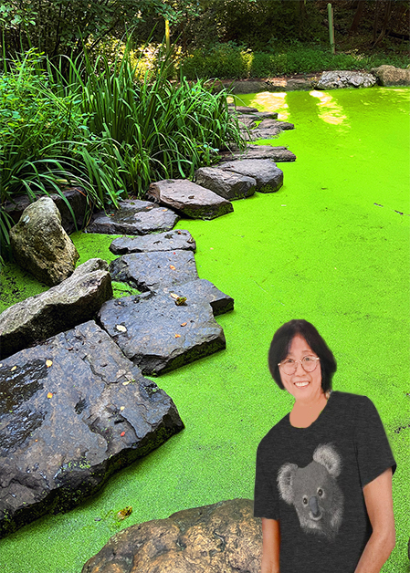 2026-08-04_Pond_Green Frog or American Bullfrog, Perched on the Middle Stepping Stone-10001.jpg