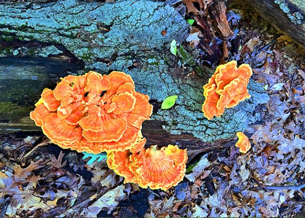 2026-08-04_Chicken of the Woods, a Wild, Edible Bracket Fungi0001.jpg