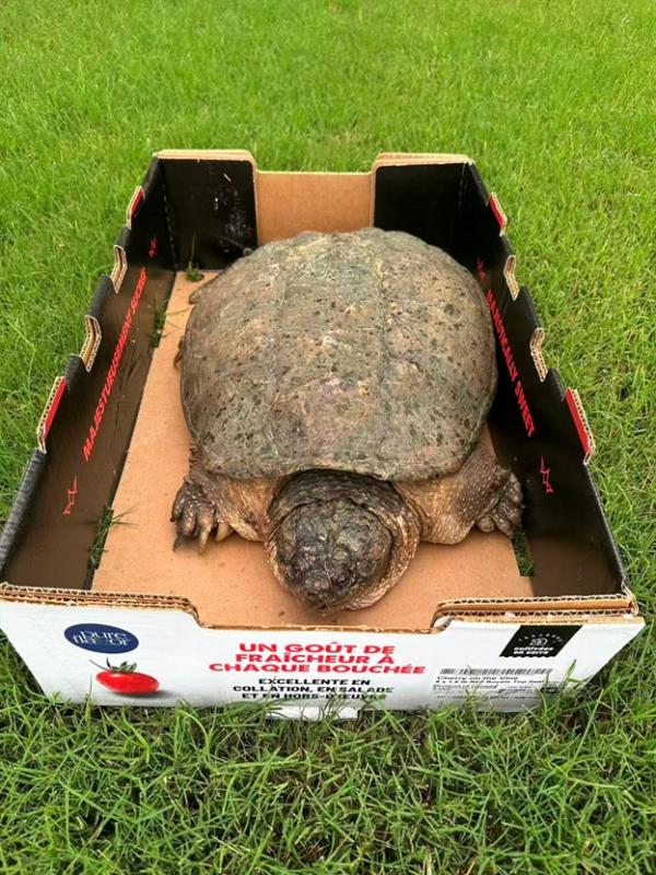 BigTurtle_06.jpg