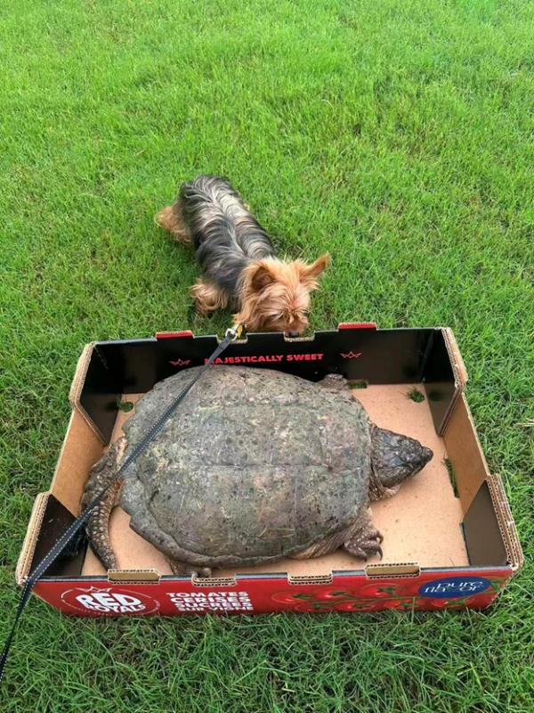 BigTurtle_09.jpg