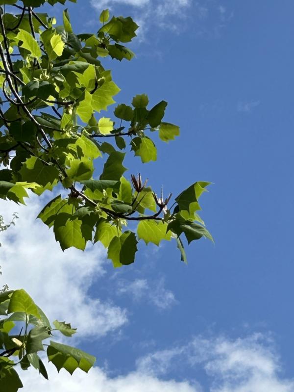 1786054302658320.jpg IMG_3160 (自定义).JPG