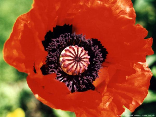 000  poppy.jpg