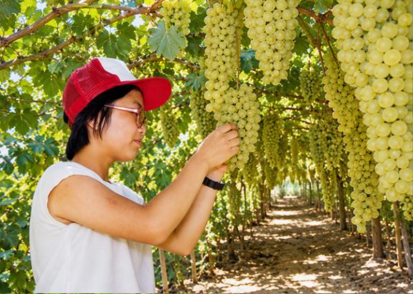 1985-08-04_Xinjiang Turpan_Grape Valley, Located beneath the Scorching Flaming Mtns, the 8-kilometer-long Valley as a Refreshing, Shady Sanctuary Fed by Melted Mtn Snow0001.jpg